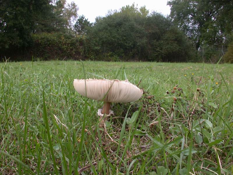 Passeggiata...(Macrolepiota procera)